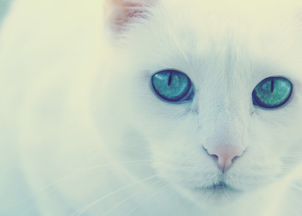 Image - cat green eyes white cat