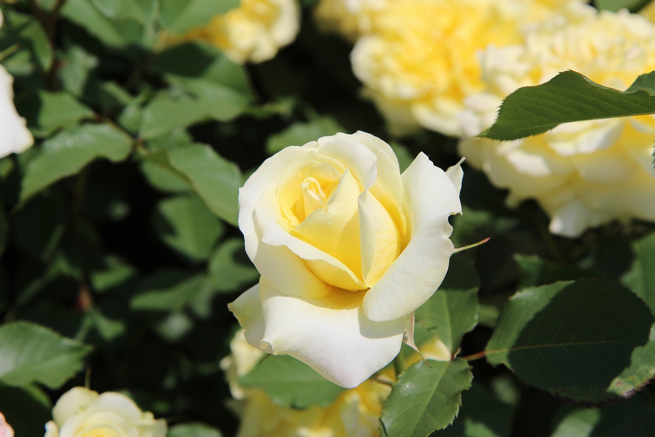 Image - yellow rose flowers nature pale