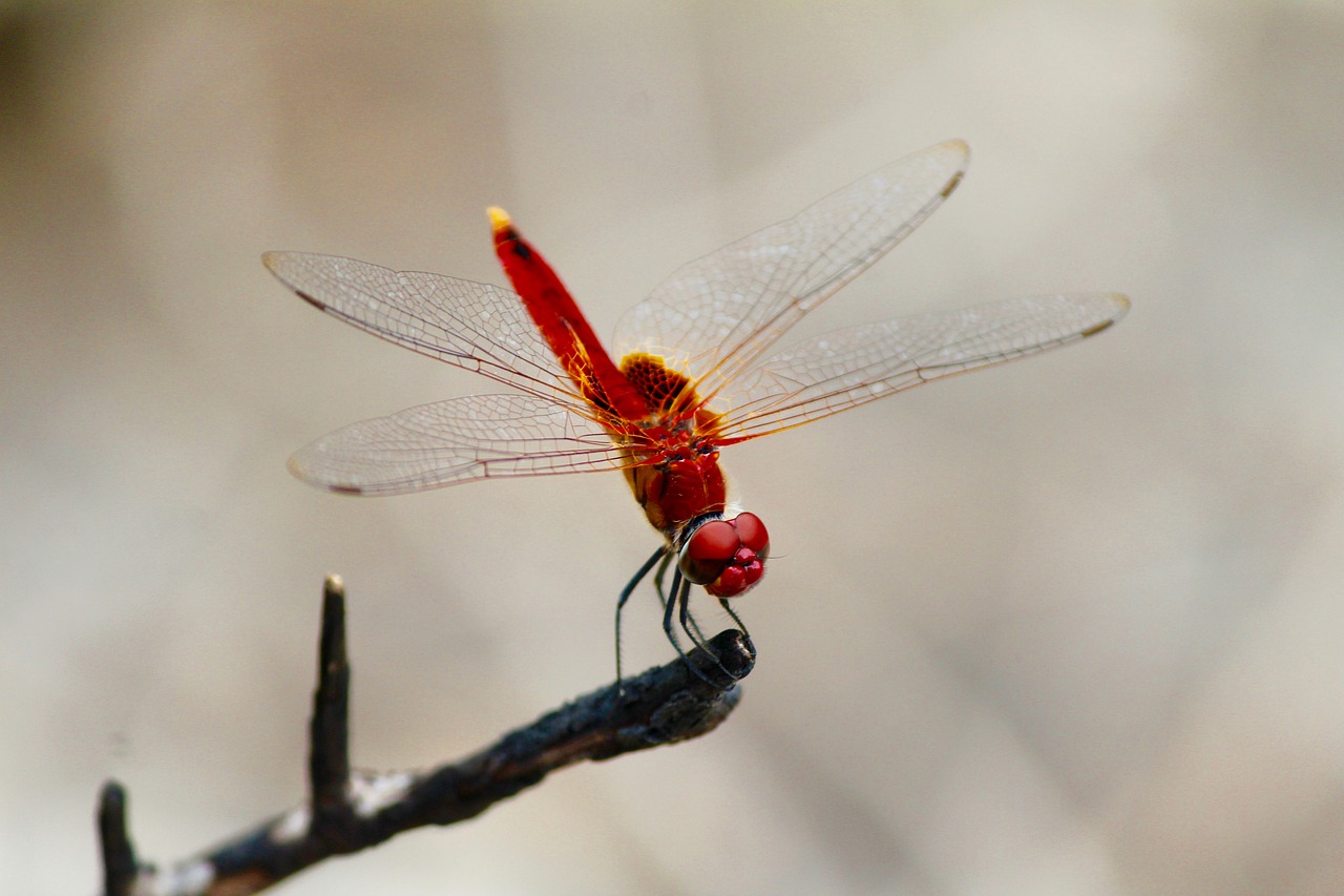 Image - close up dragonfly insect macro