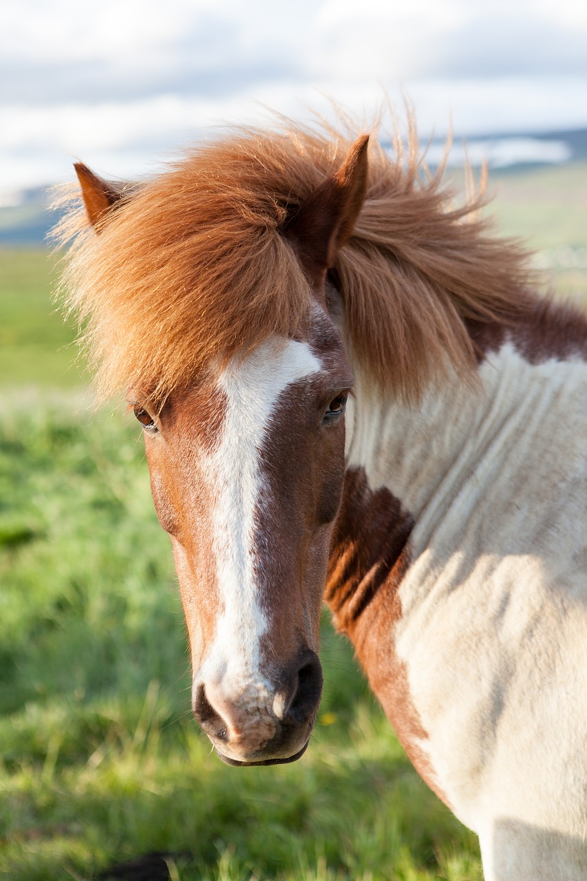 Image - animal animal photography blur
