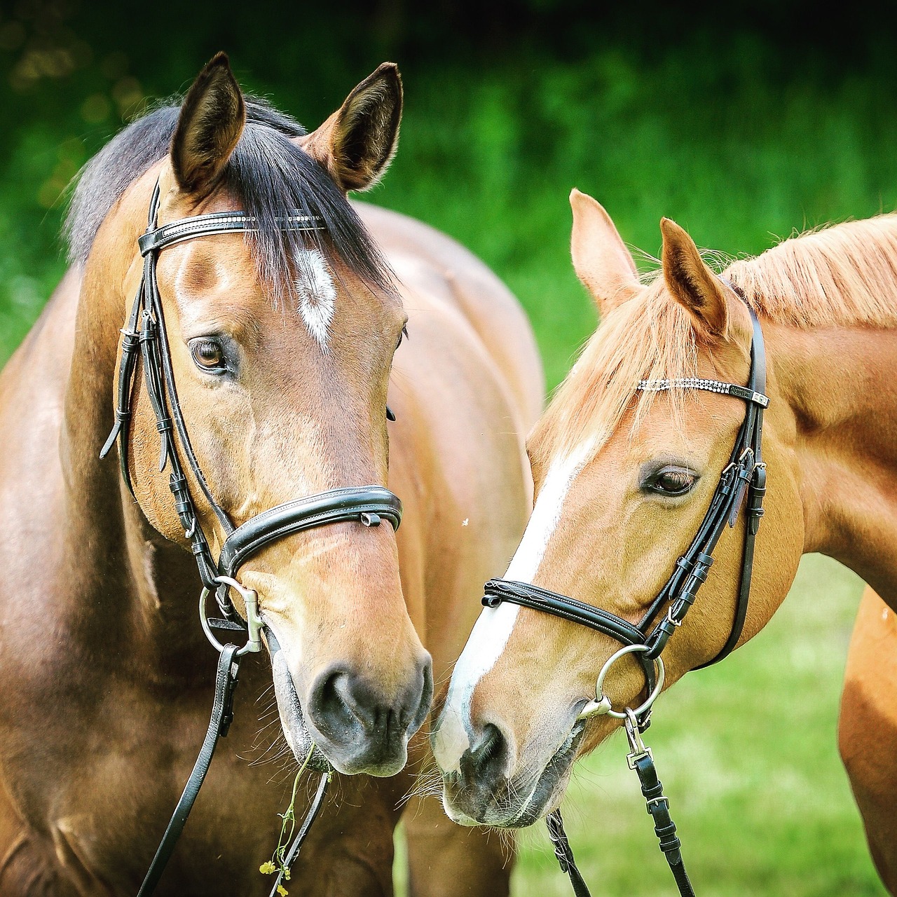 Image - animal photography animals bridle