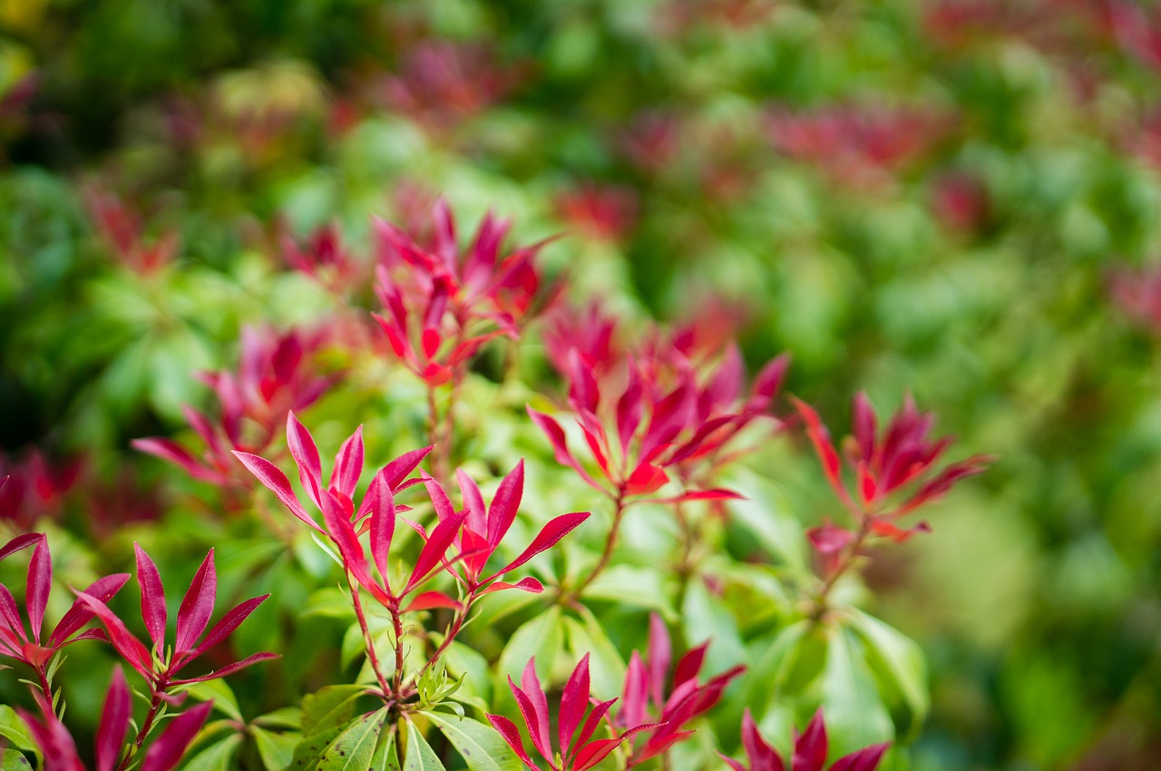 Image - leaves macro nature plant shrub