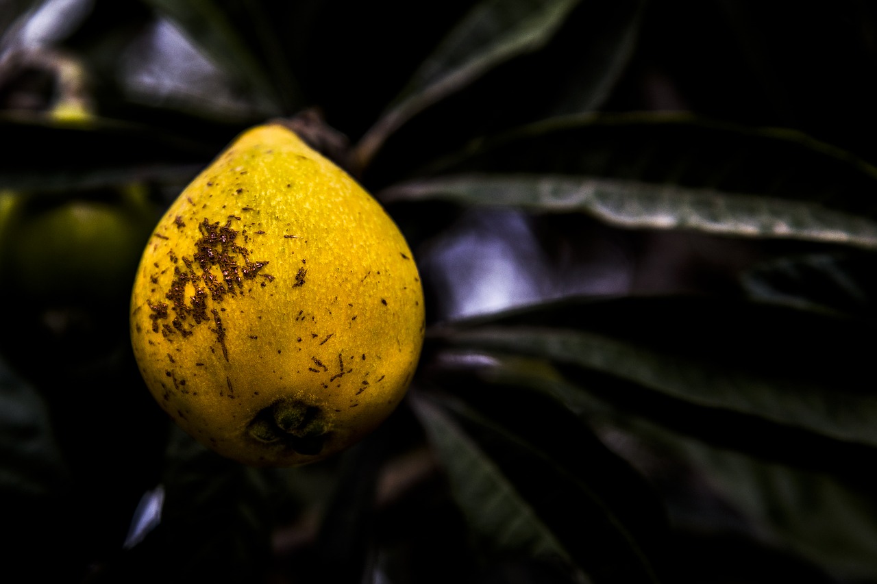 Image - fruit plant blur nature leaf