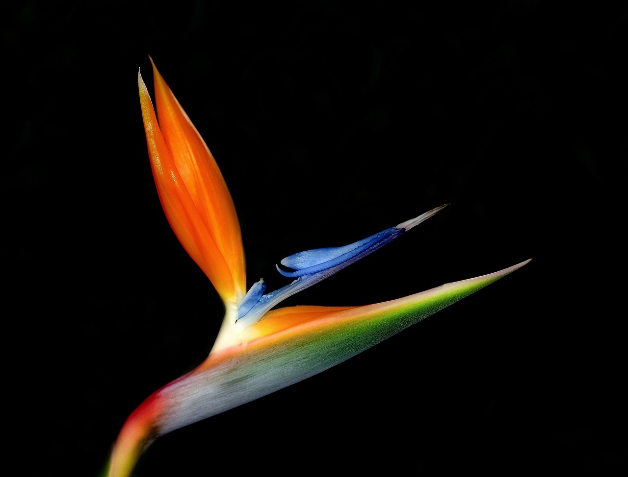 Image - bird of paradise flower bloom