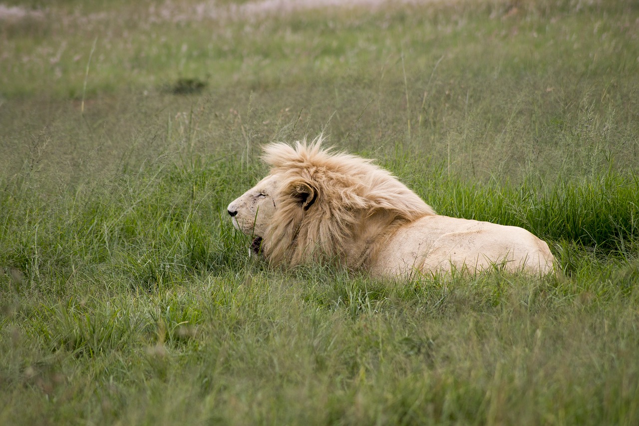 Image - animal big cat cat feline field