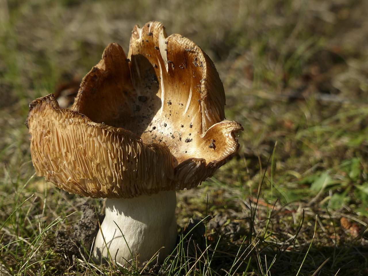 Image - wild mushroom poisoned nature