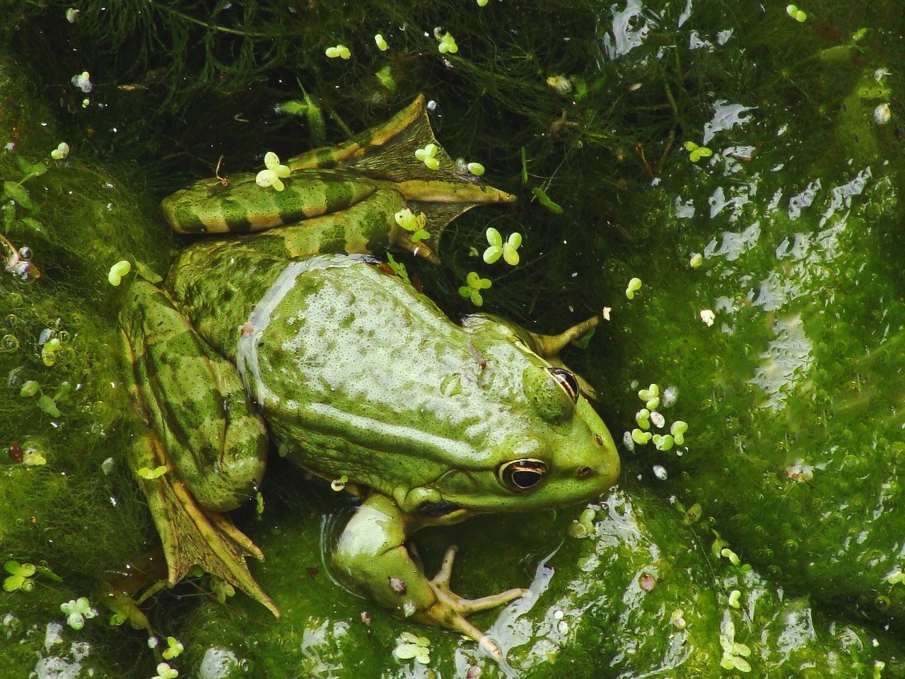 Image - amphibian animal close up frog