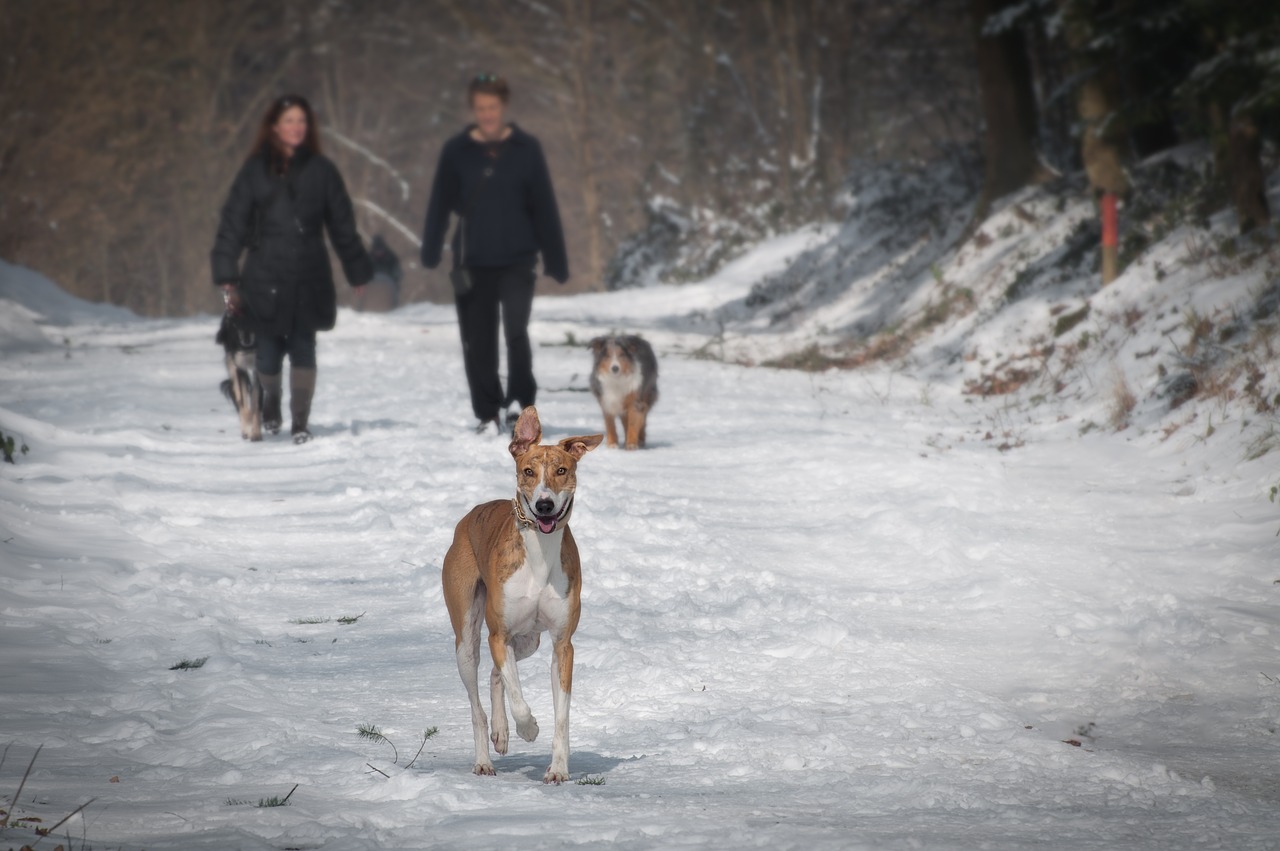 Image - animals cold couple dogs outdoors