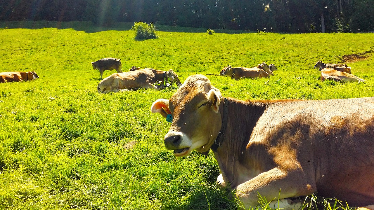 Image - animals bavaria cow farm animals
