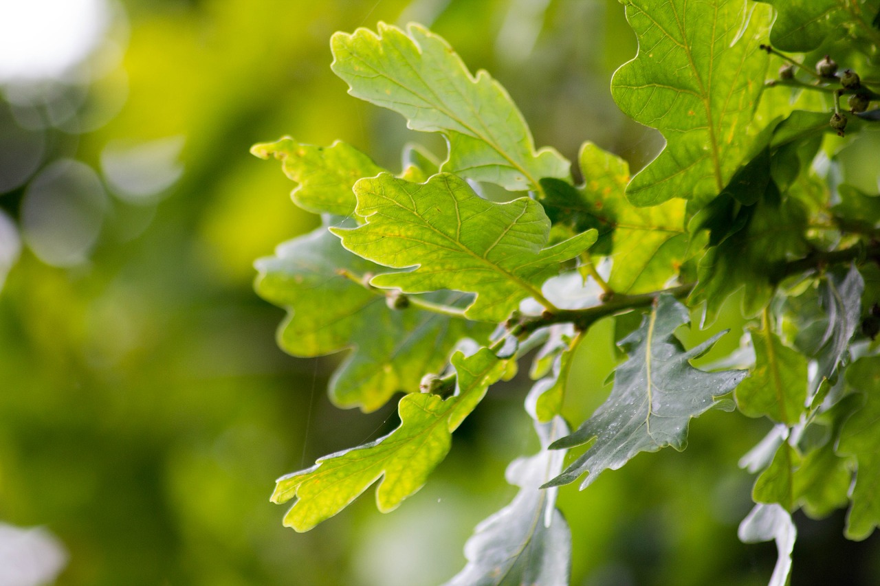 Image - english oak leaves tree