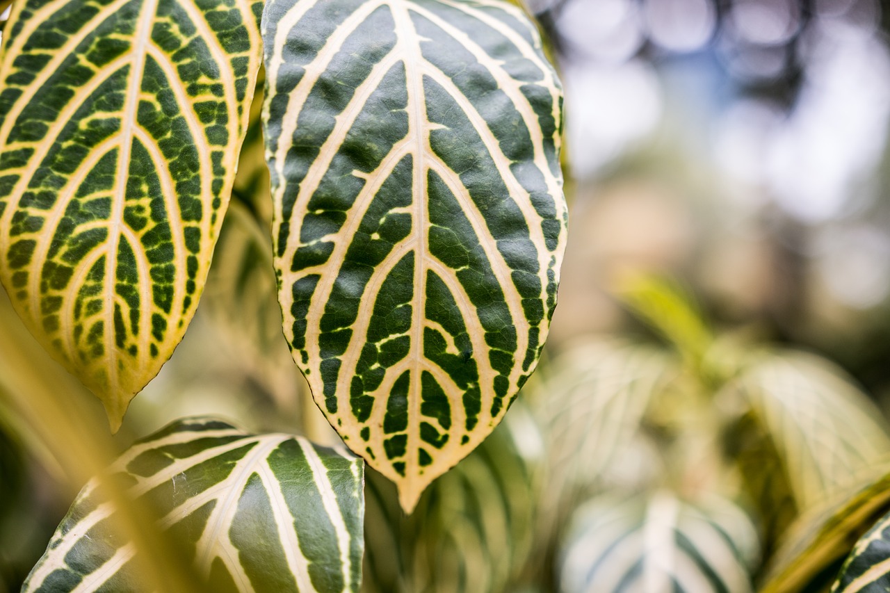 Image - blur bokeh green leaf leafs plant