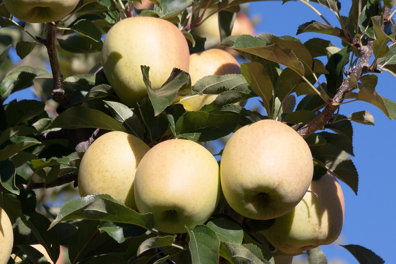 Image - apple tree fruits ripe autumn