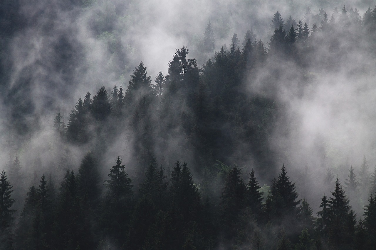 Image - fir trees fog foggy forest hazy