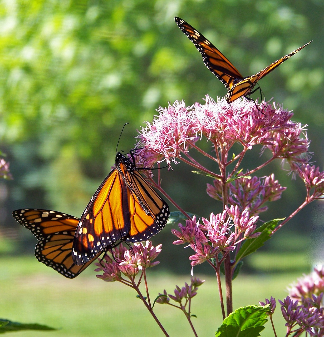 Image - butterfly monarch insect wing