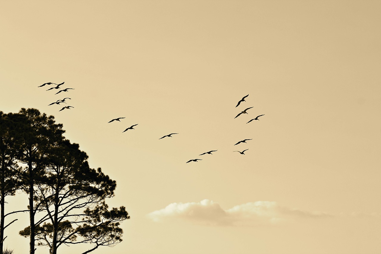 Image - birds formation flying south north