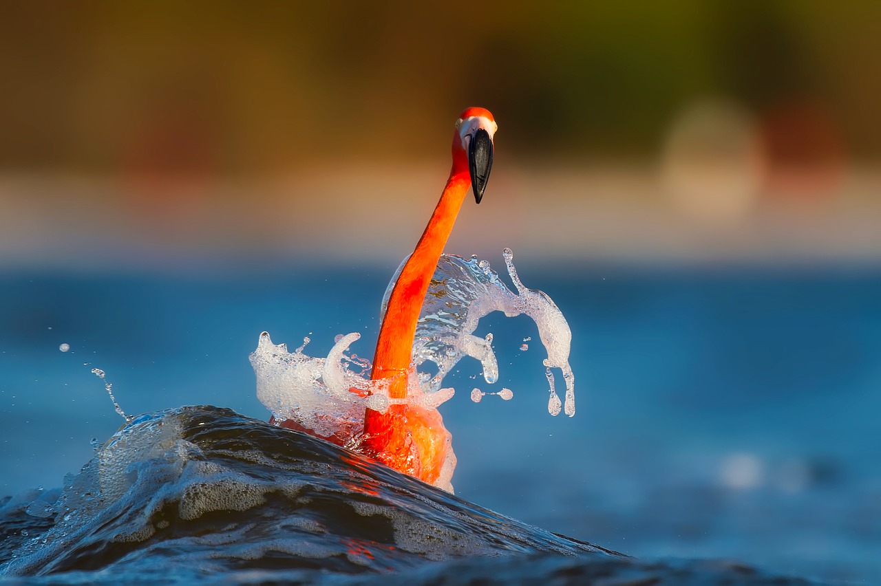 Image - flamingo splash lake water macro