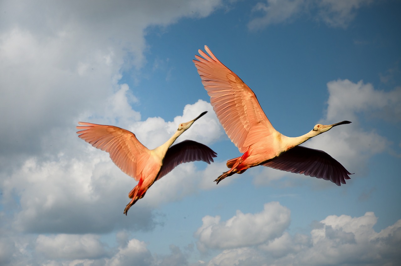 Image - animals birds couple flamingos