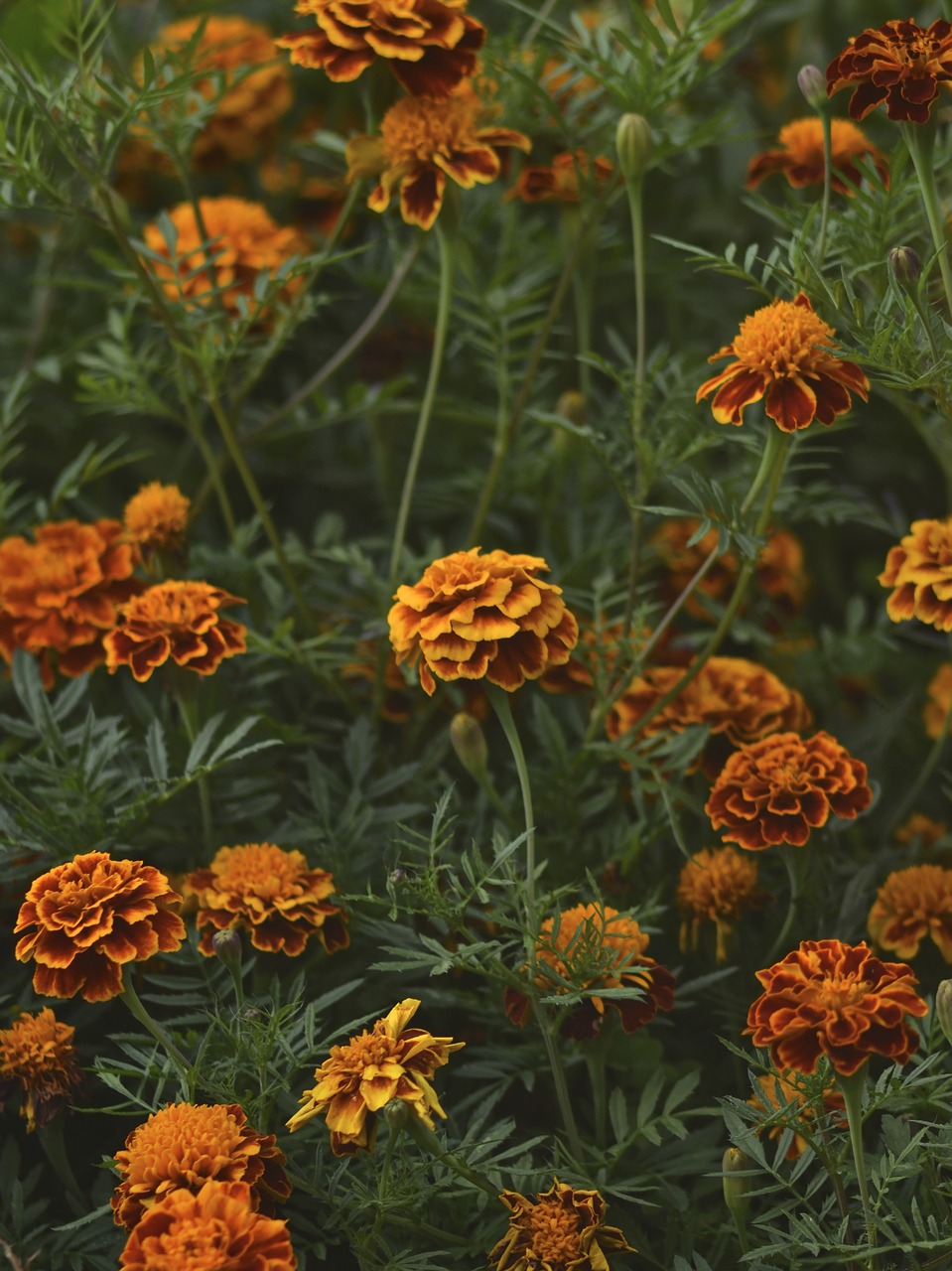 Image - flowers orange flower marigold