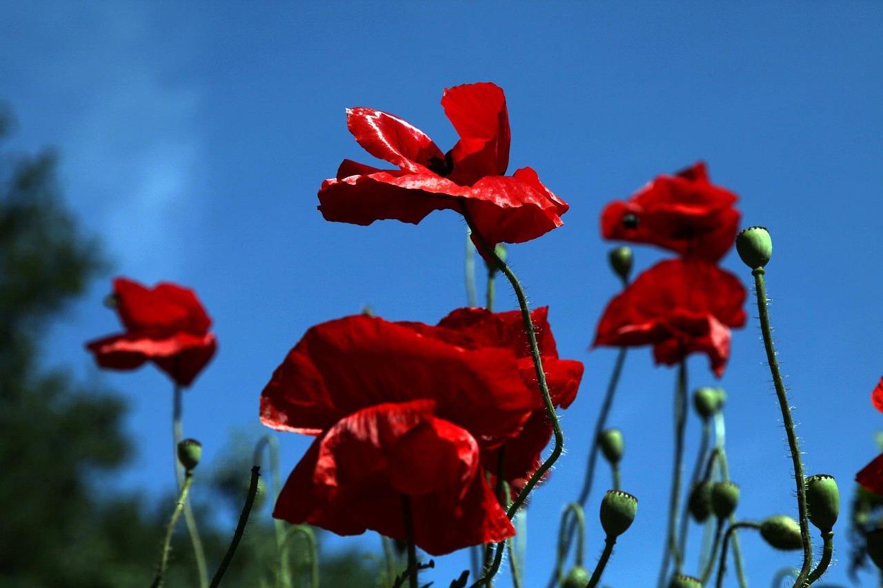 Image - poppy flowers puppy red flower