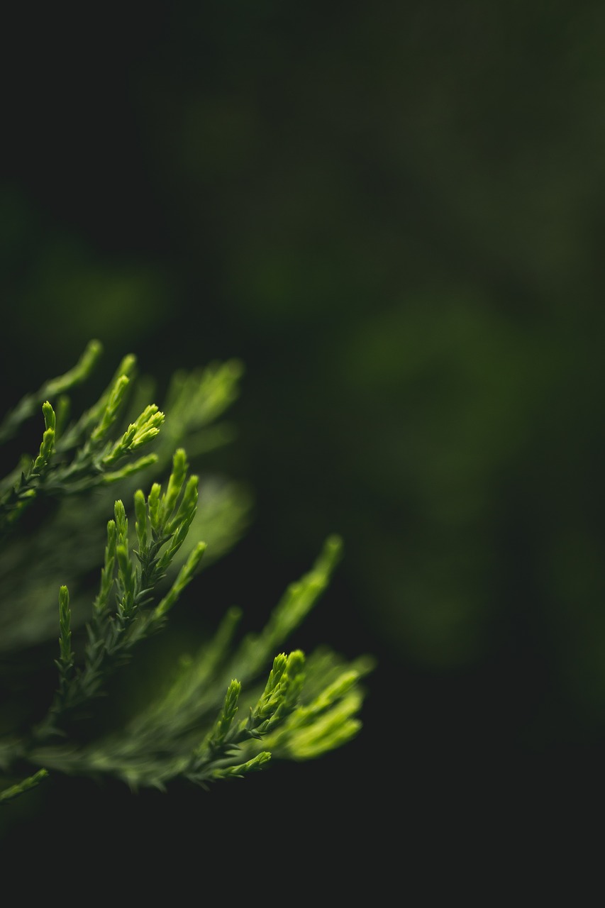 Image - blurry close up leaves macro