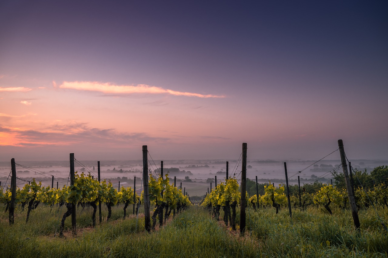 Image - field grass sky sunrise sunset