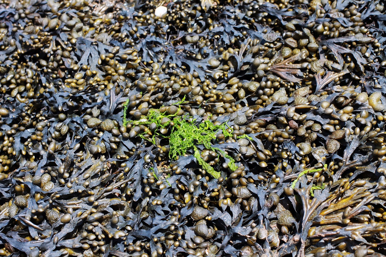 Image - beach nature sea seaweed