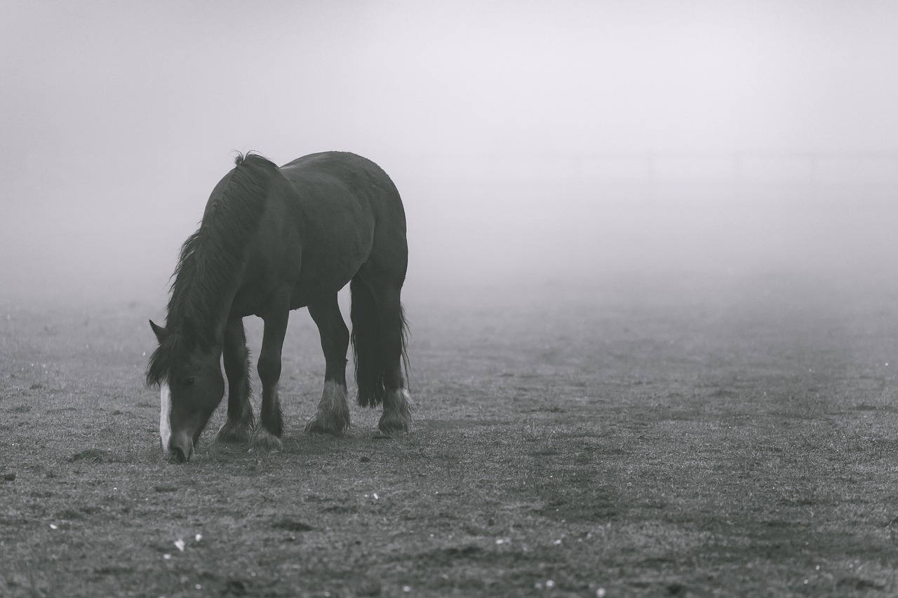 Image - animal animal photography field fog