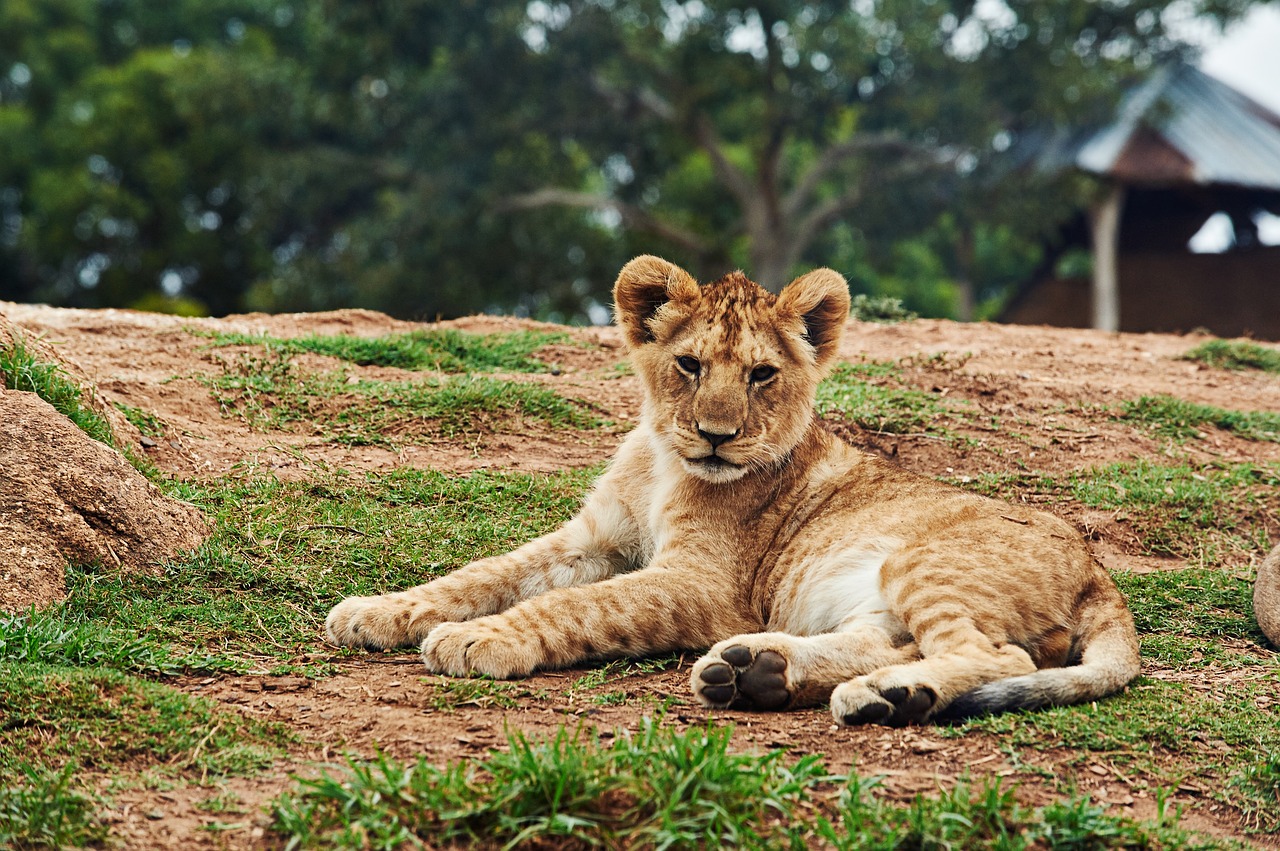 Image - animal big cat cute lion lion cub