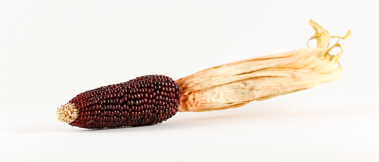 Image - corn ornamental corn cereals plant