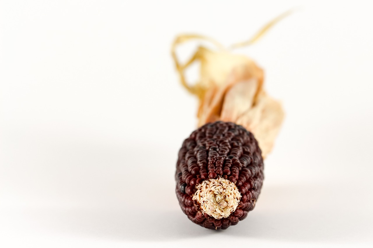 Image - corn ornamental corn cereals plant