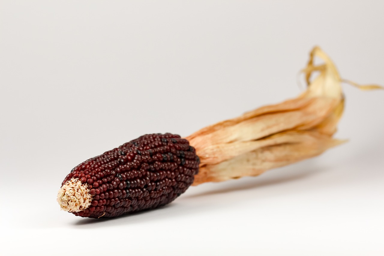 Image - corn ornamental corn cereals plant