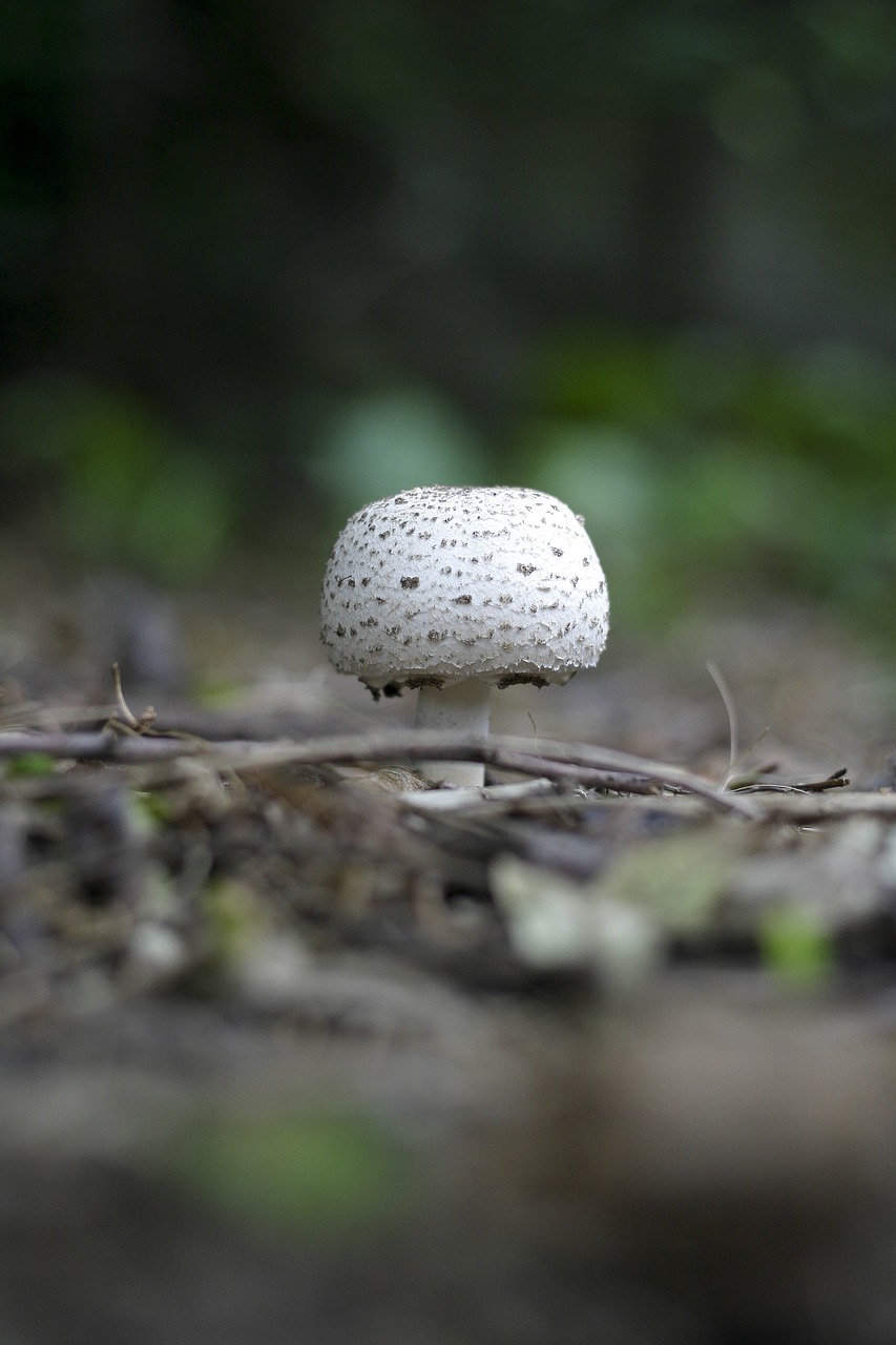 Image - close up ground macro mushroom