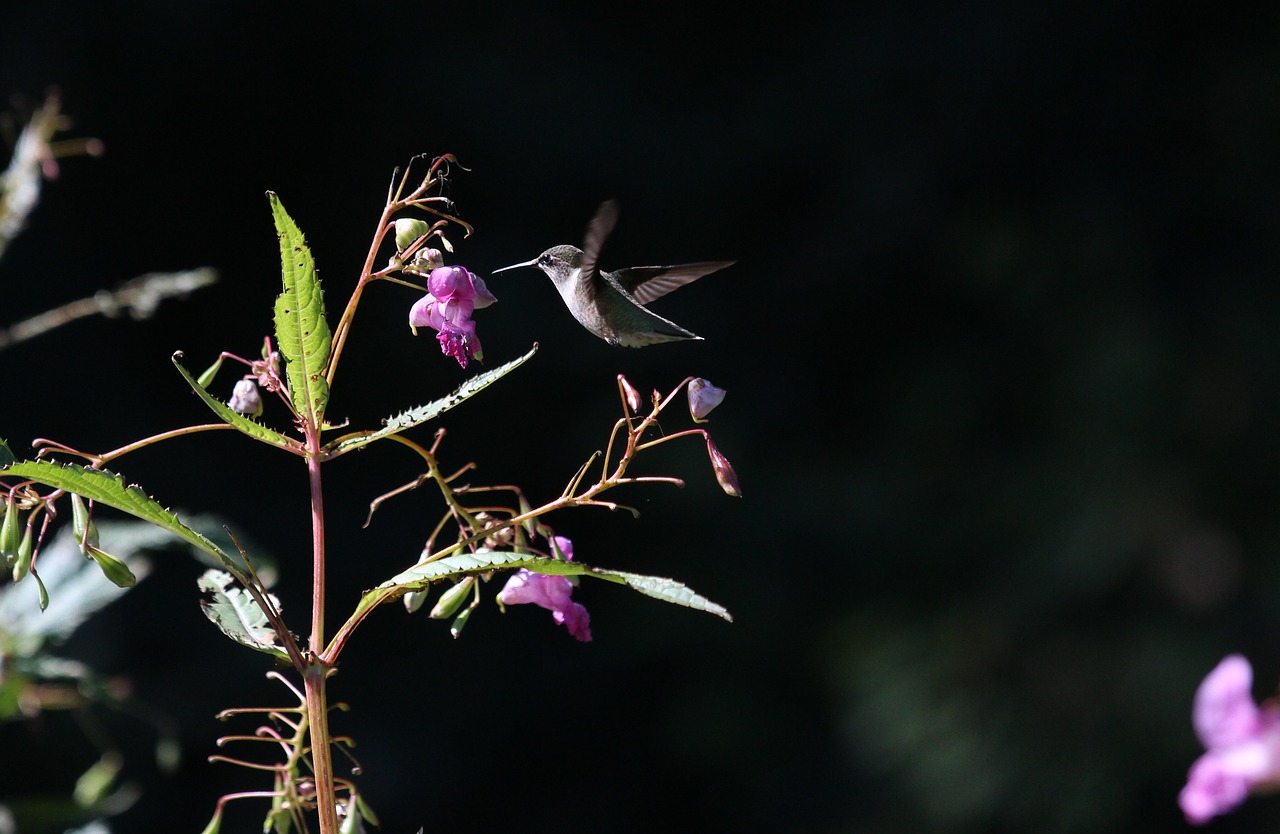 Image - bird bloom blossom flora flowers