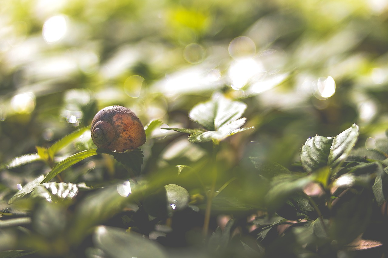 Image - animal leaves mollusk outdoors