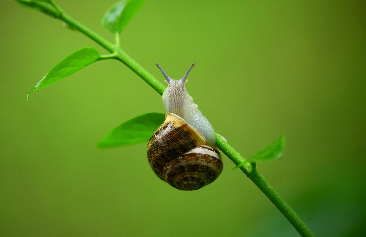 Image - animal gastropod leaves macro