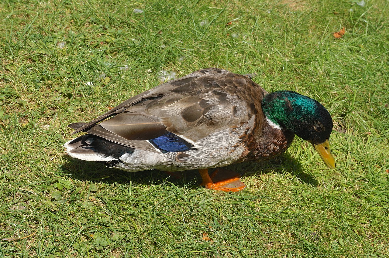 Image - animal bird duck funny grass