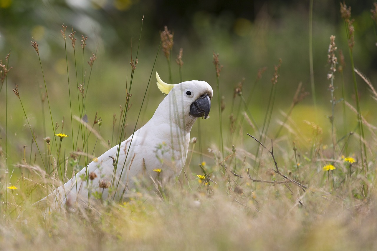 Image - australia bird cockatoo nature