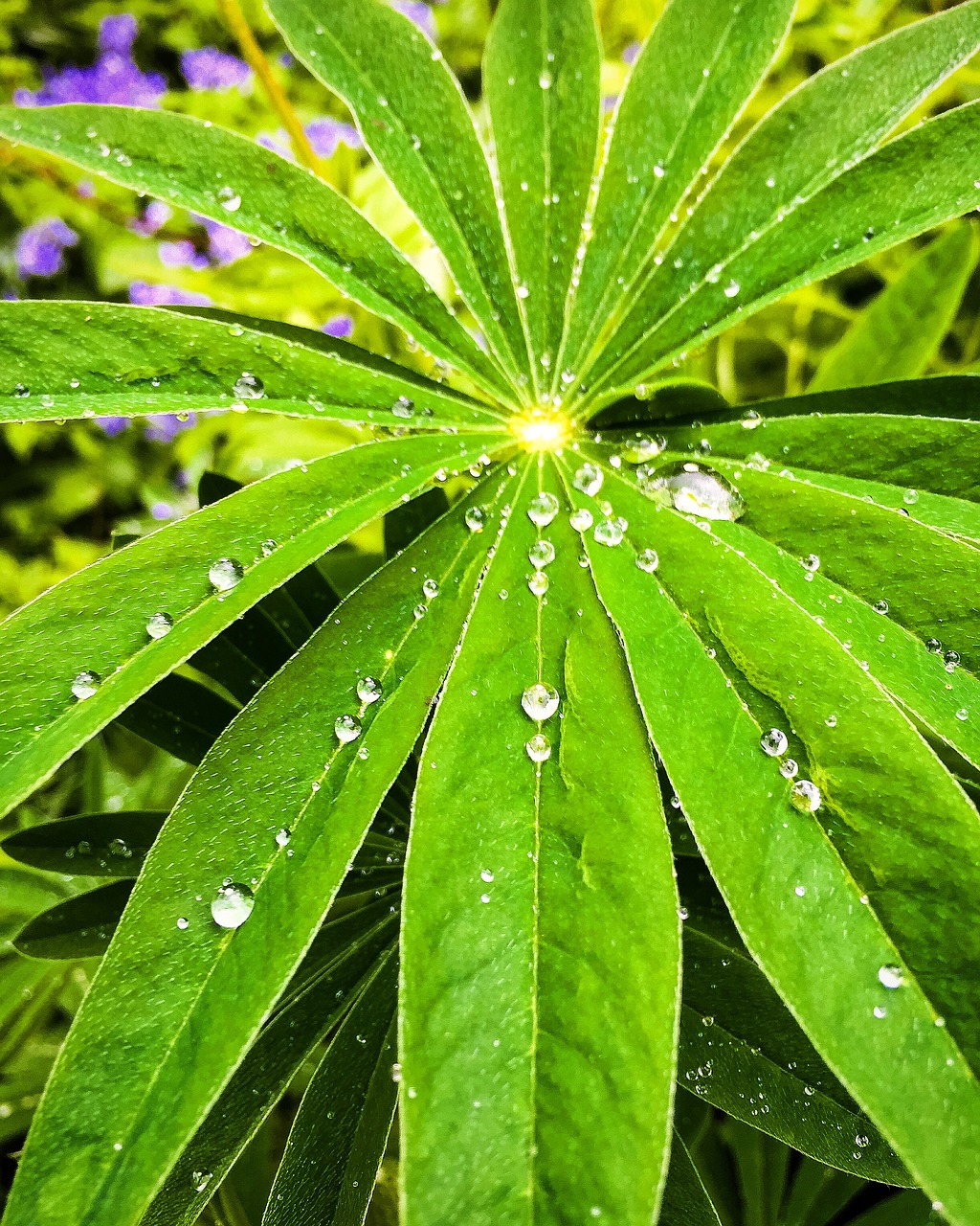 Image - drops raindrops drop rain growth