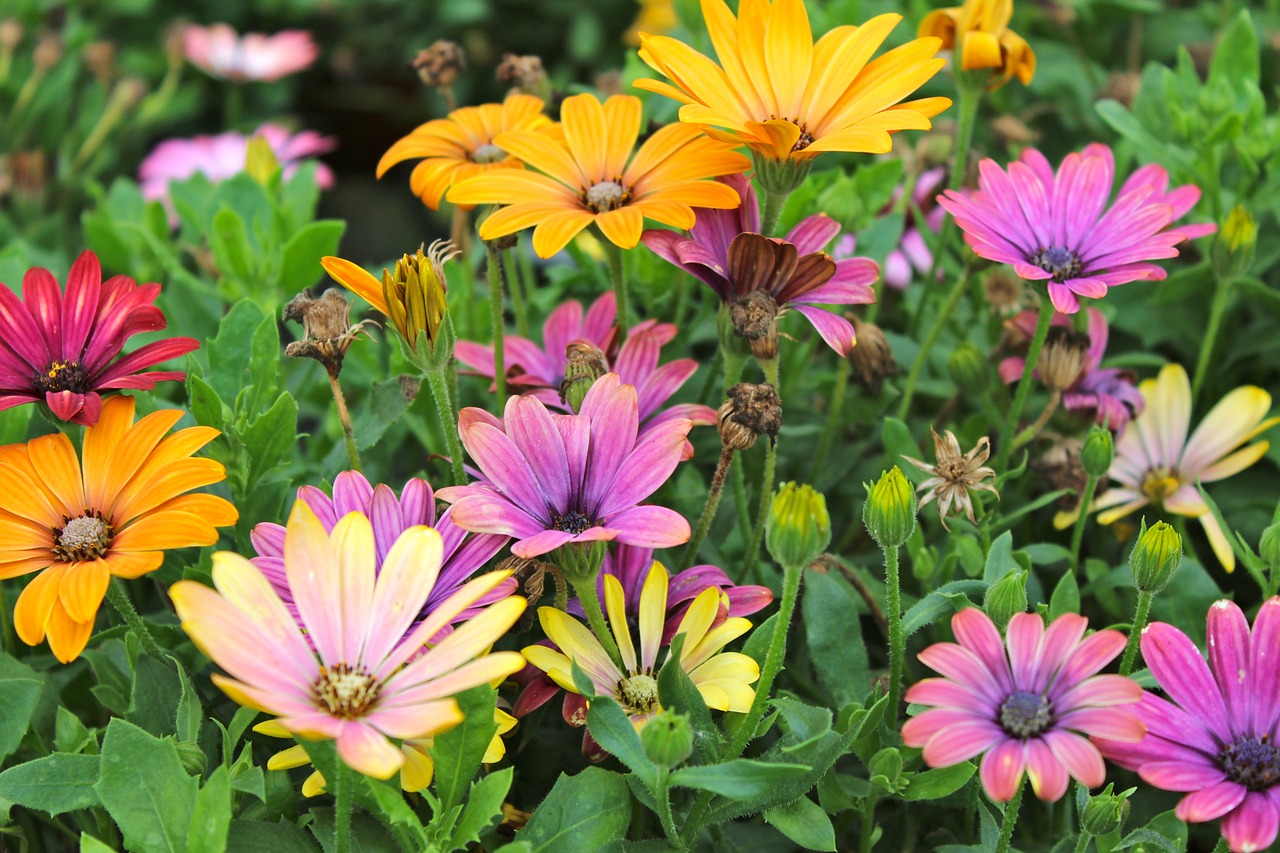 Image - colors fall flowers purple