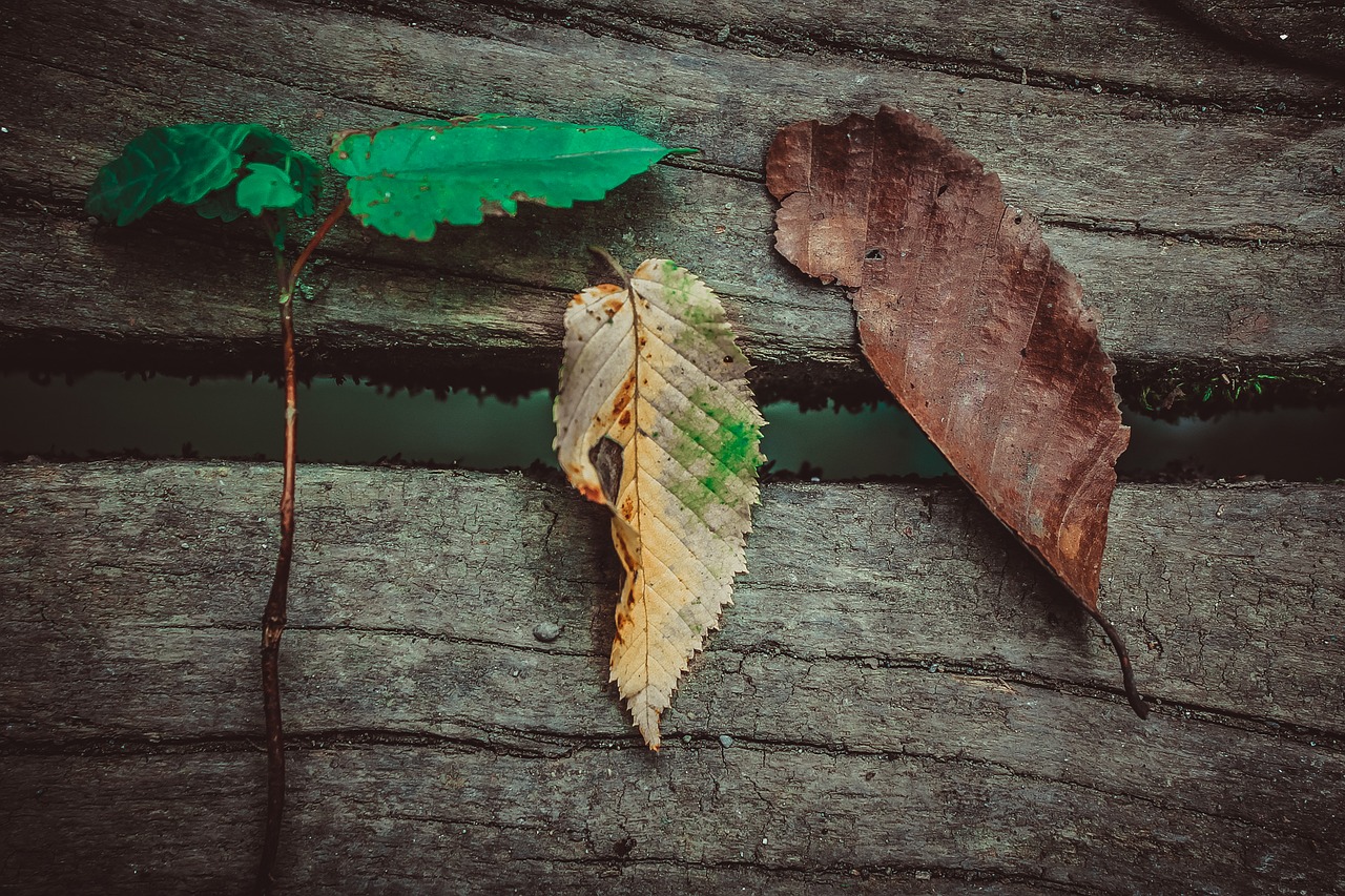 Image - bird painting travel people water