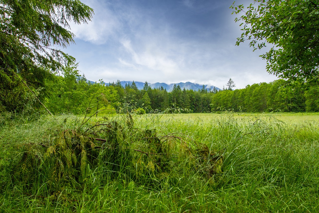 Image - clouds field fir trees grass