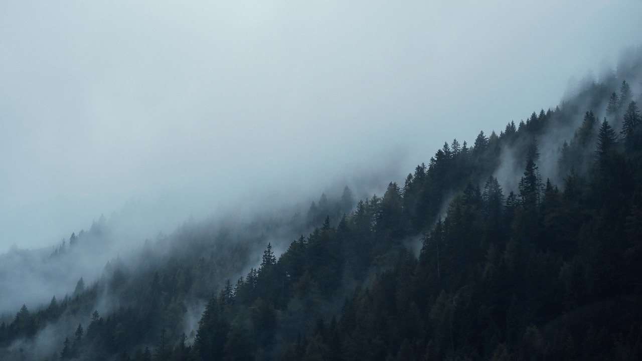 Image - conifers dark fir trees fog foggy