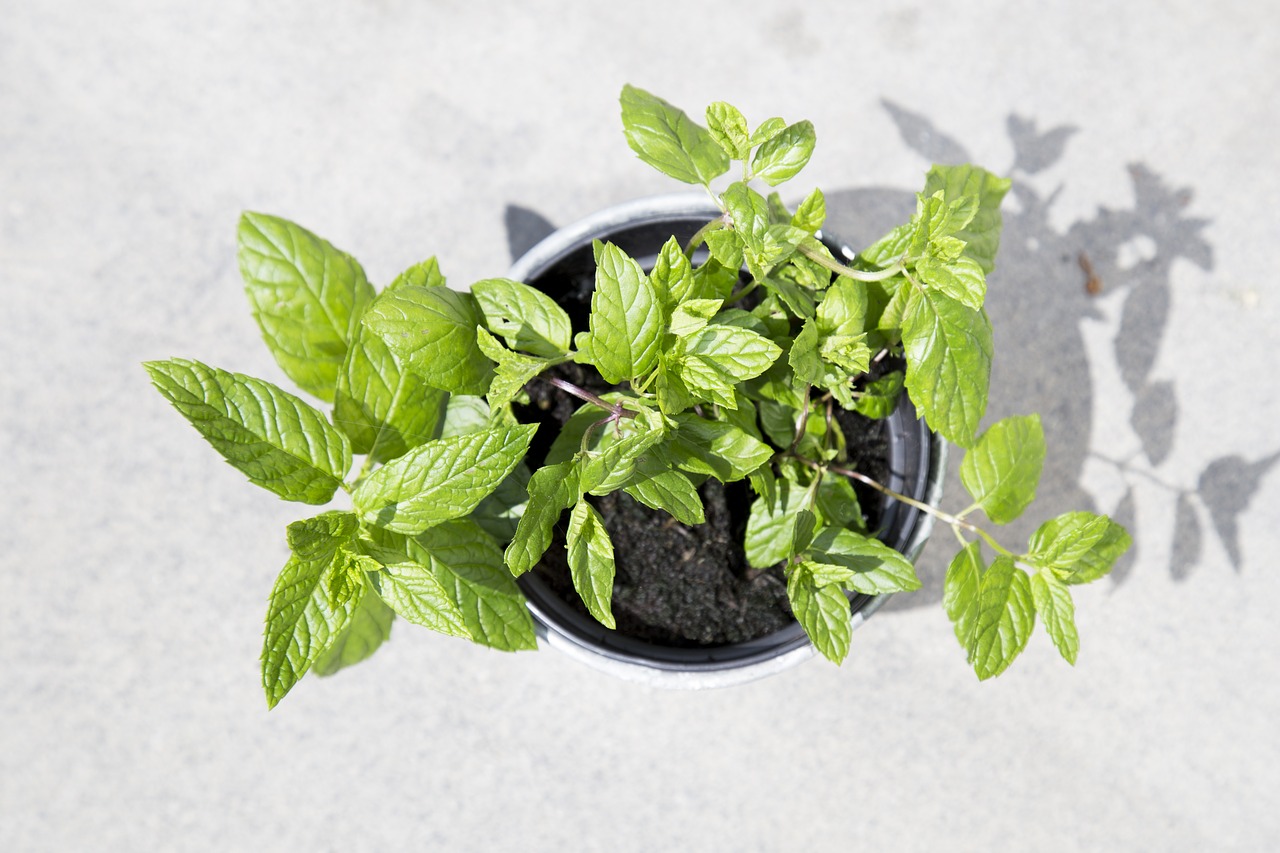 Image - cocktail garden plant gardening