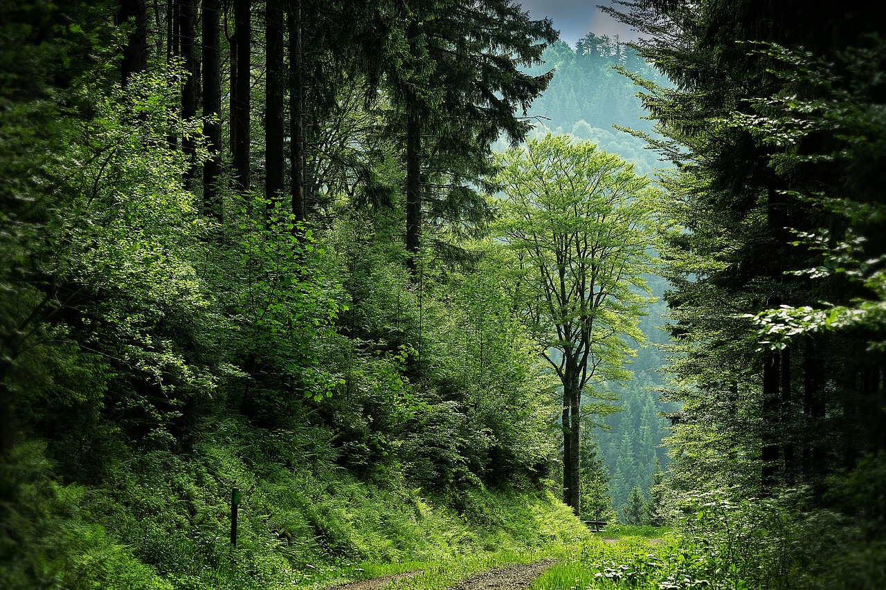 Image - black forest clearing forest path