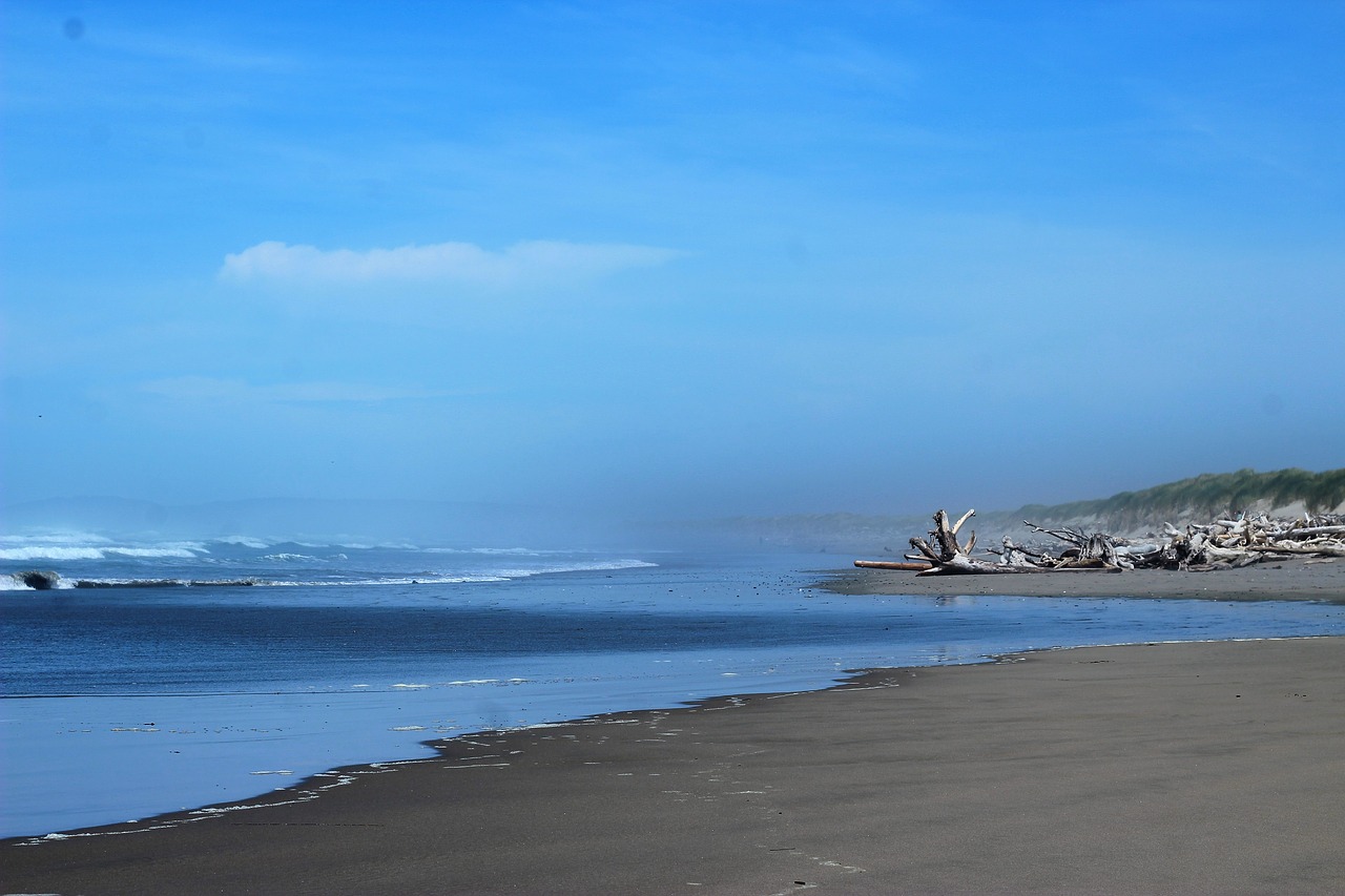 Image - beach driftwood ocean oregon