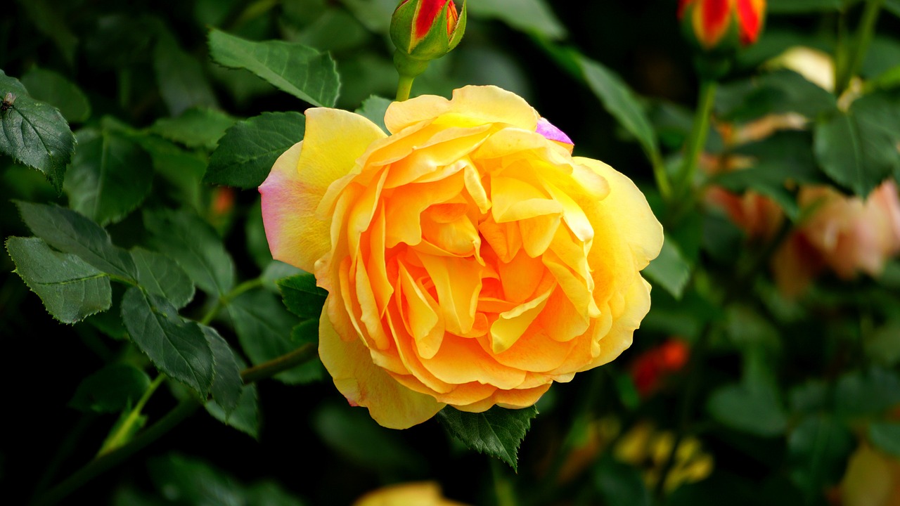 Image - bloom blooming blossom botanical
