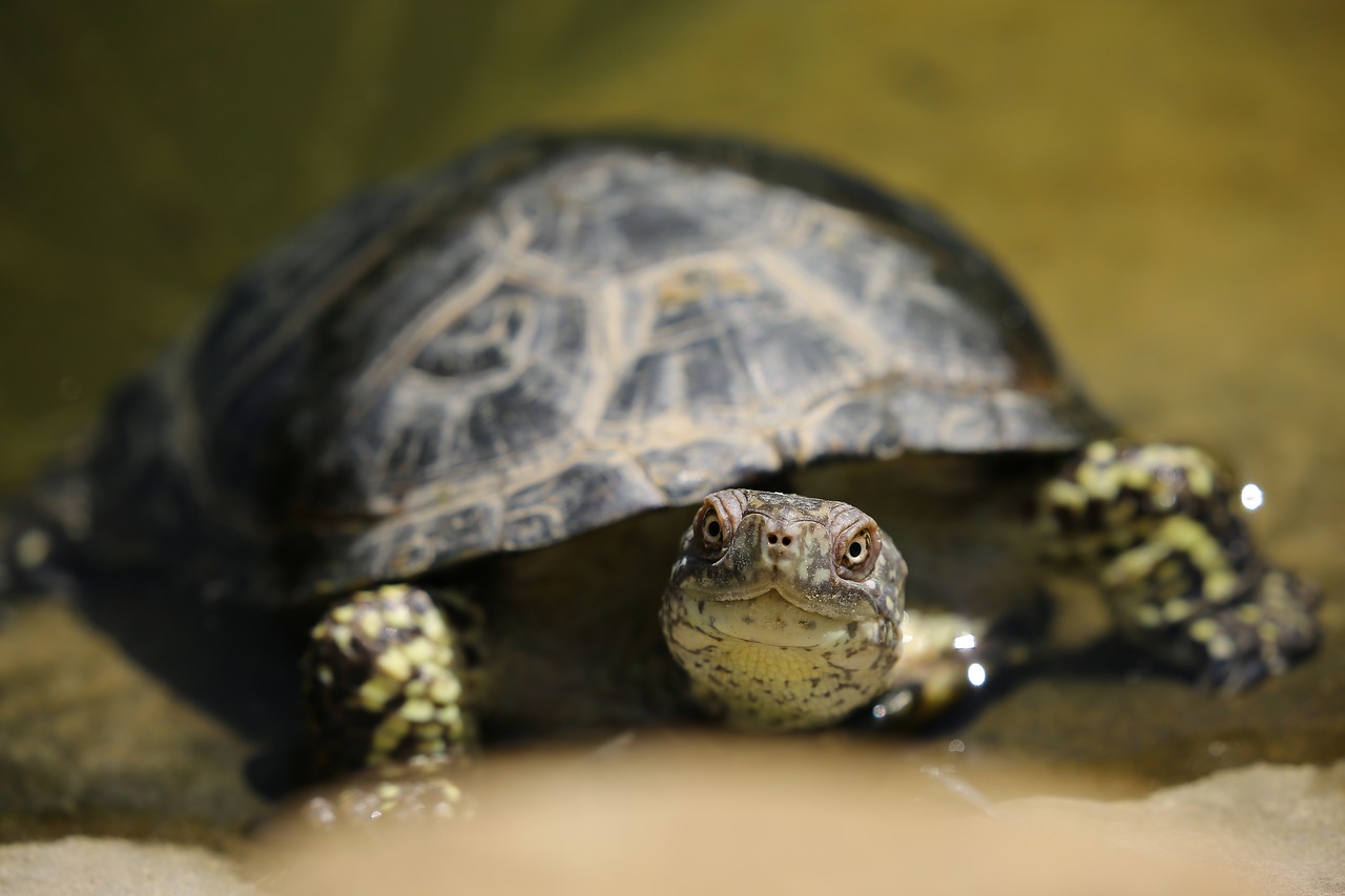 Image - animal animal photography close up