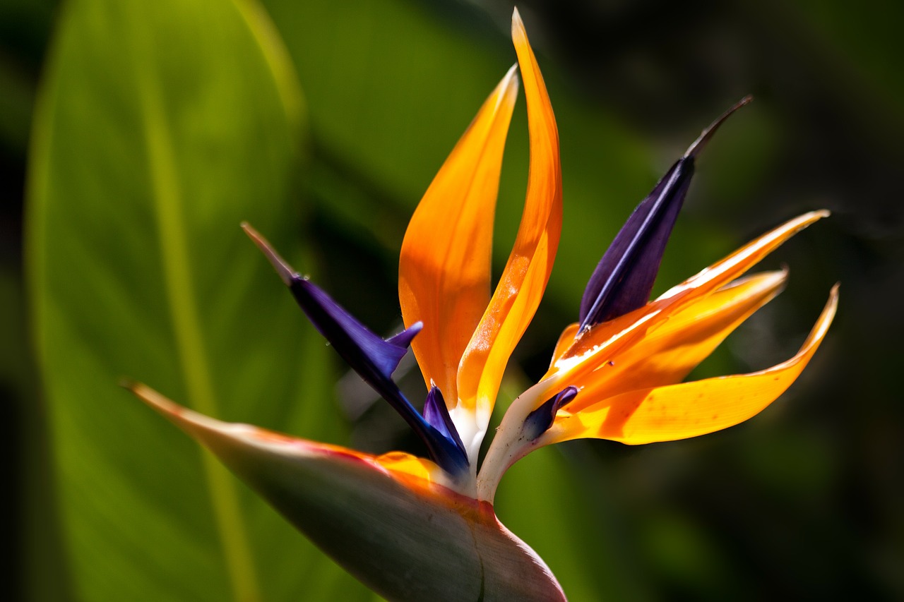 Image - caudata strelitzia