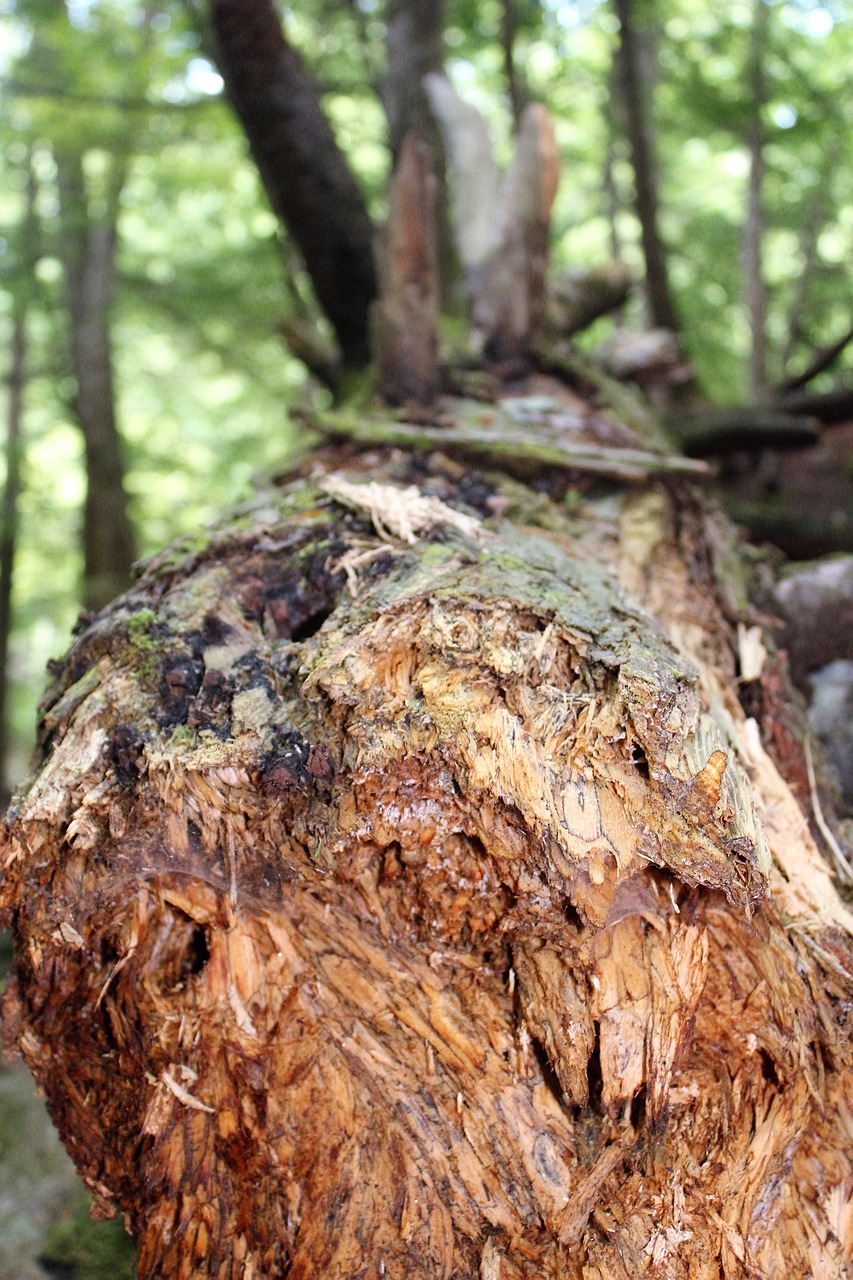 Image - brown fallen tree tree