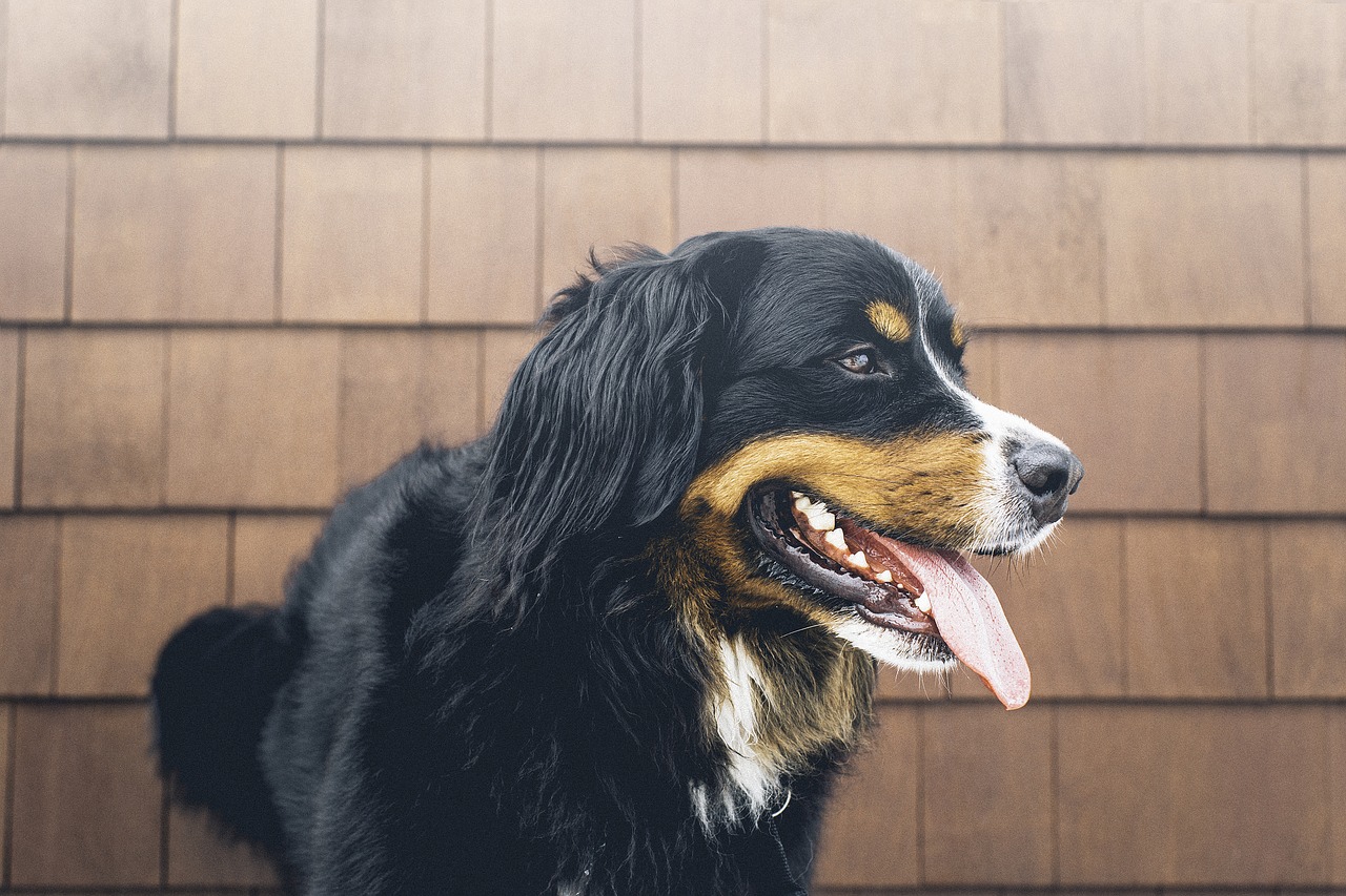 Image - animal canine cute dog friendly